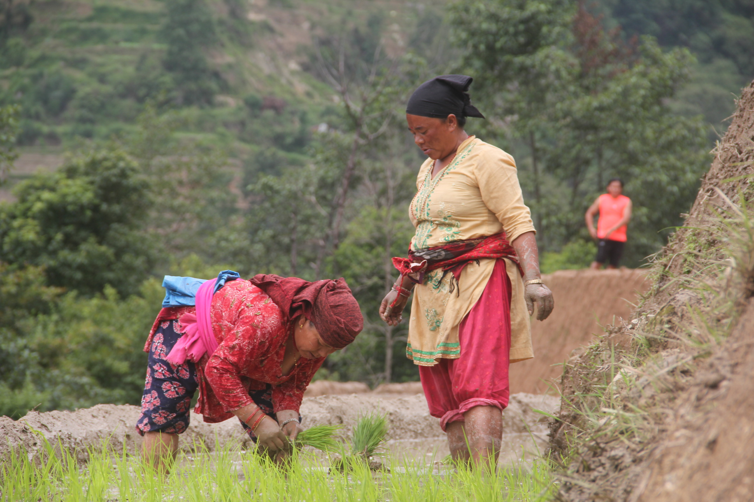 किसानलाई रोपाइको चटारो,काठमाडौँ तिनपिप्लेका किसानहरु धान रोपाई गर्दै